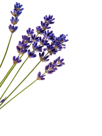 Lavender, French Essential Oil (1 Oz.)