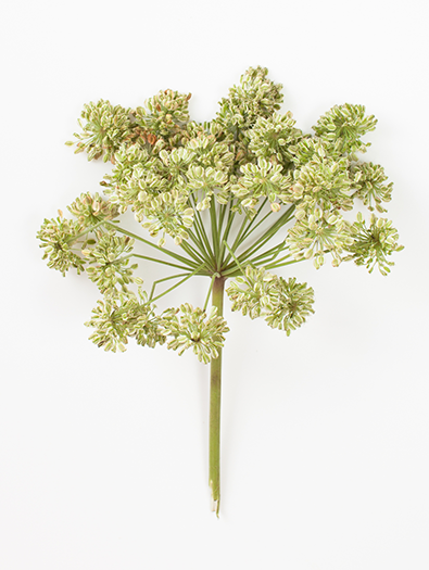 Angelica Essential Oil (0.5 Oz.)